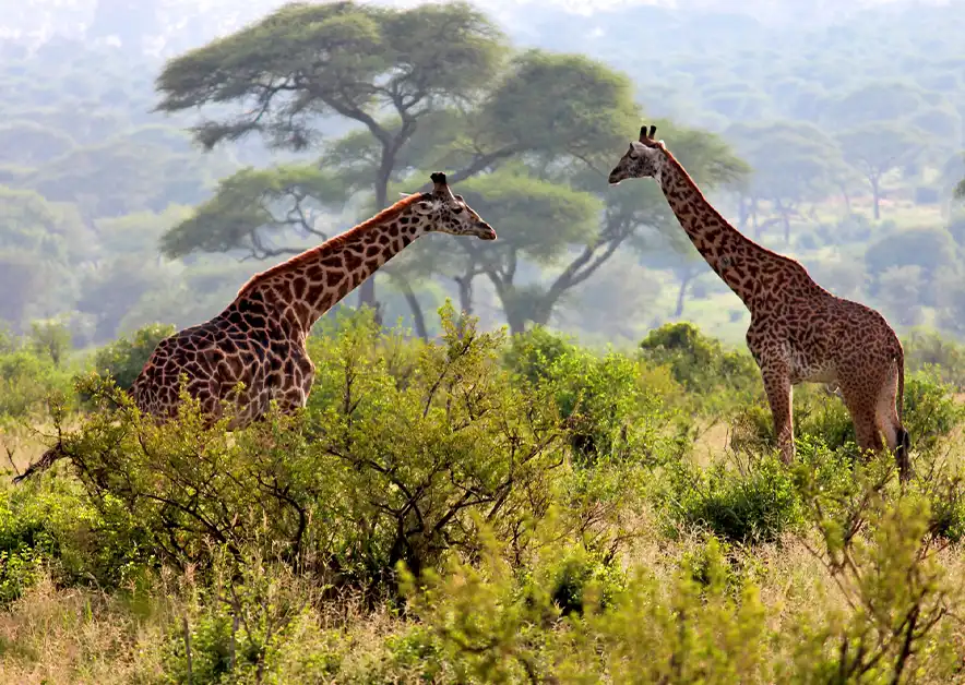 Zanzibar Vacations Alpha Grand Travel & Holidays