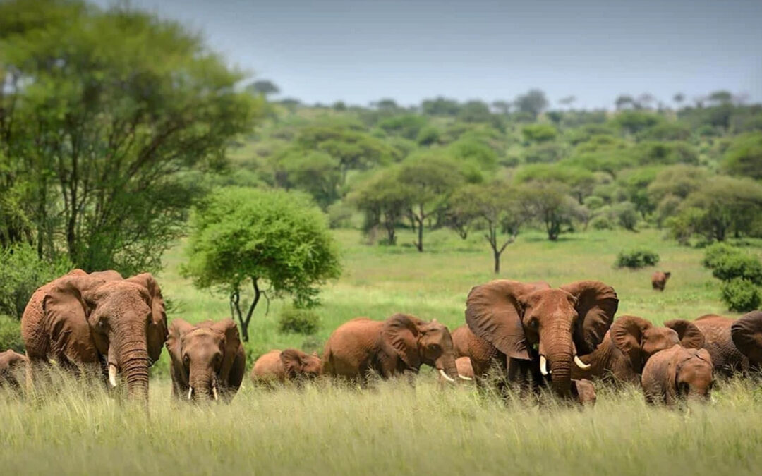 How Tanzania is Protecting Wildlife in 2025