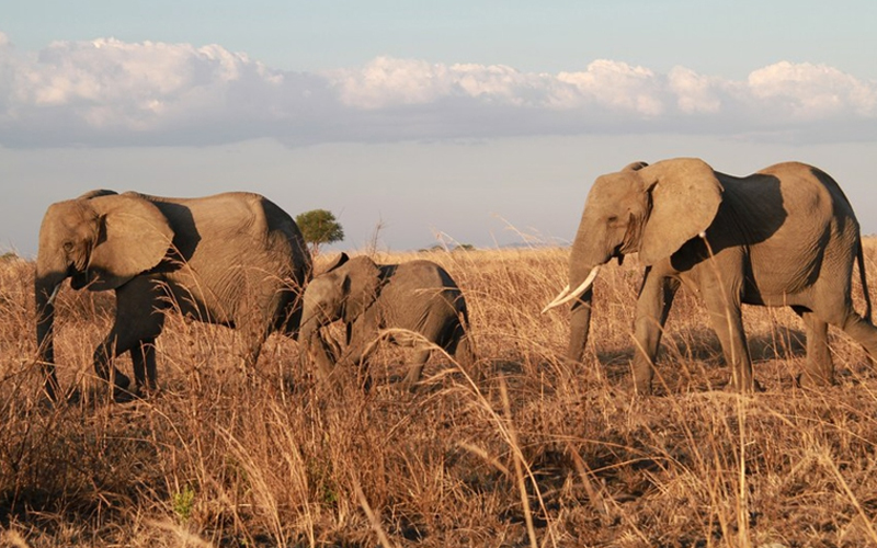 Tanzania's National Parks Are Growing: New Places to Visit